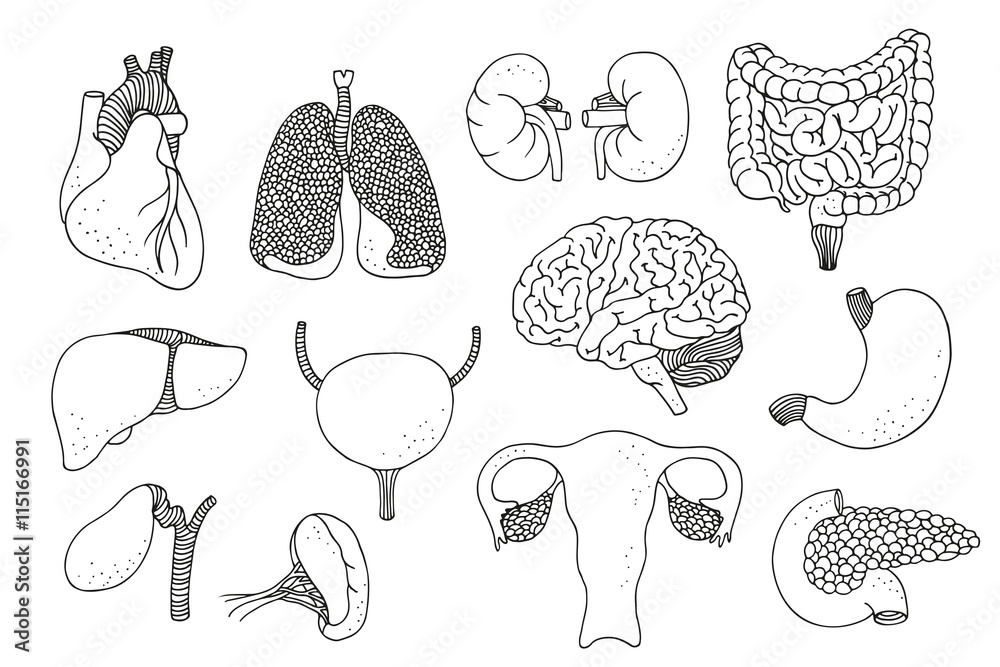 Hand drawn vector set of human internal organs Stock Vector | Adobe Stock