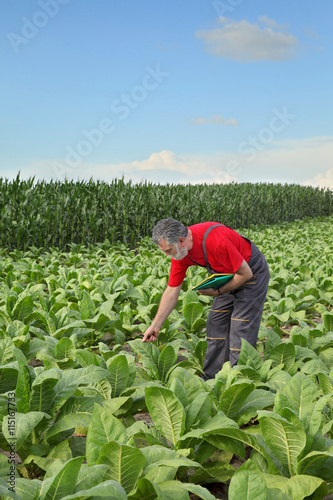 Farmer or agronomist inspect tobacco field