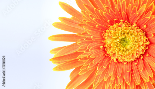 Closeup orange Gerbera flower on isolated background 1