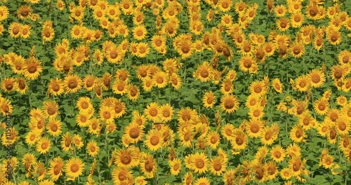 ひまわり畑（向日葵畑）／フィックス／4K動画