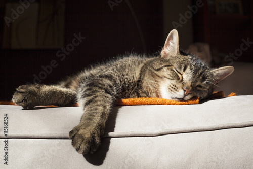 Sweet tabby cat sound asleep on blanket