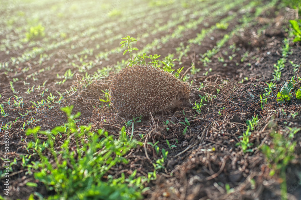 hedgehog at the field hedgehog at the field