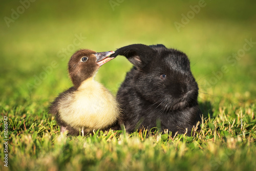 Little funny duckling playing with a rabbit