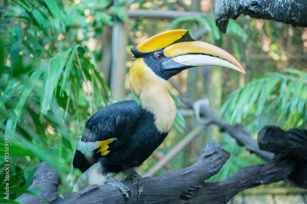 Fototapeta premium hornbill