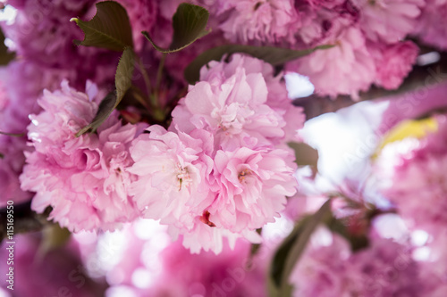 Cherry Blossom in Sakura season ,april ,Background.