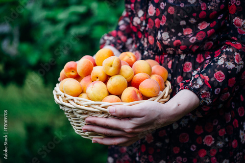 Fototapeta Naklejka Na Ścianę i Meble -  Organic apricots in a Basket outdoor.