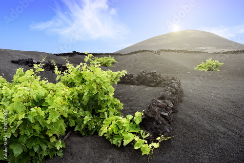 Fotografie grapevine plants ready for wine on volcanic hill in Lanzarote Island