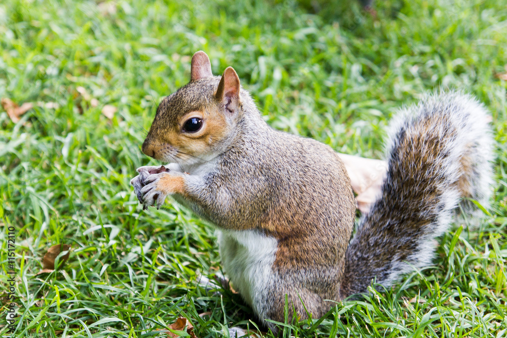Sciurus carolinensis (scoiattolo grigio) Sciurus carolinensis (scoiattolo grigio)