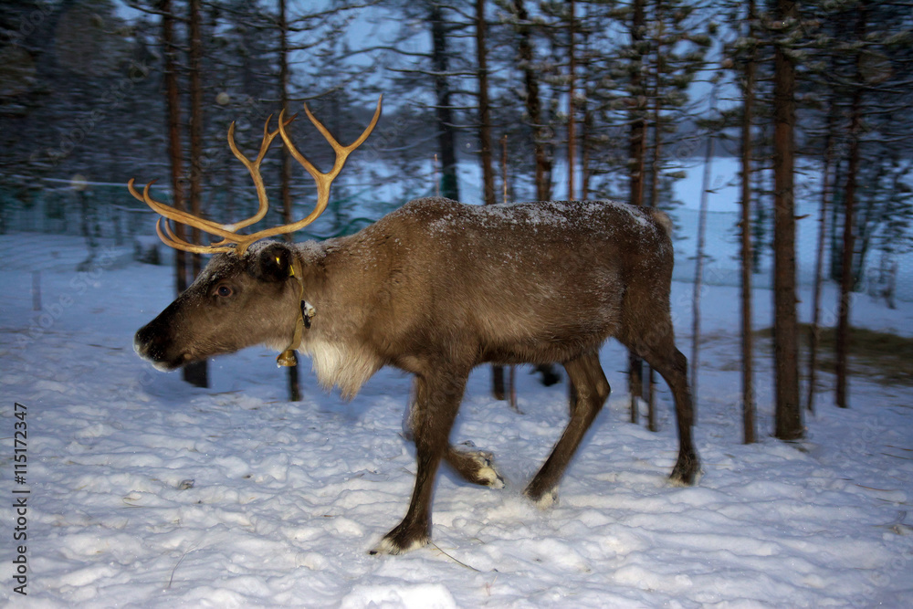 Reindeer are in the woods during the polar night Reindeer are in the woods during the polar night