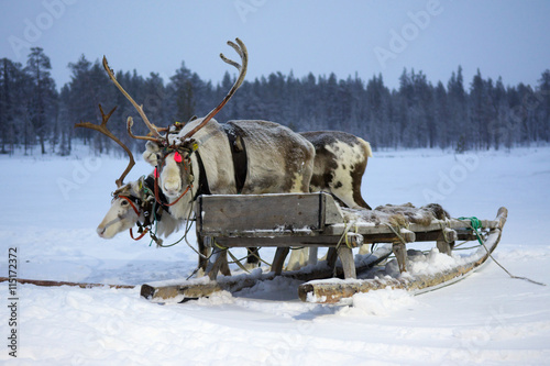 Sami reindeer sled on a snow-covered field