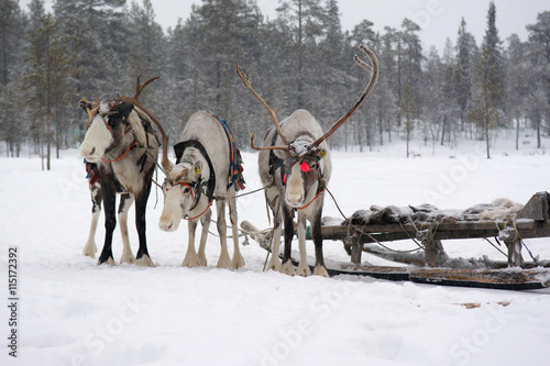 Sami reindeer team