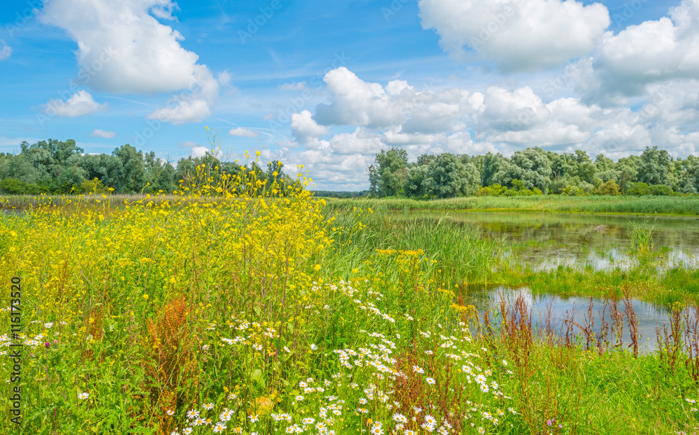Obraz premium The shore of a lake in summer