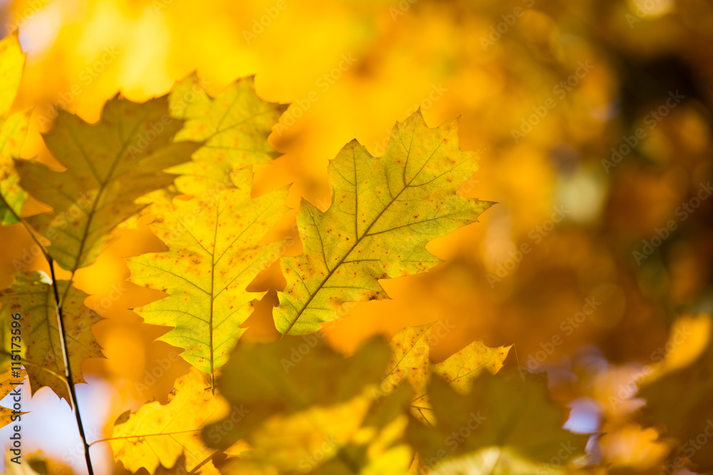 leaves in autumn season leaves in autumn season