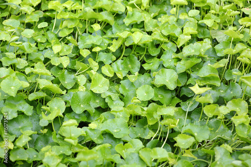 fresh green Centella asiatica plants with water drop on leaf in nature garden