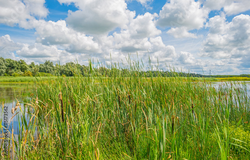 The shore of a lake in summer