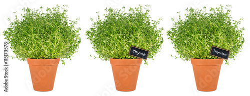 row of thyme herbs in pot / Reihe Thymian Kräuter Pflanzen in Topf