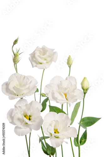 Beautiful white eustoma flowers isolated on white background