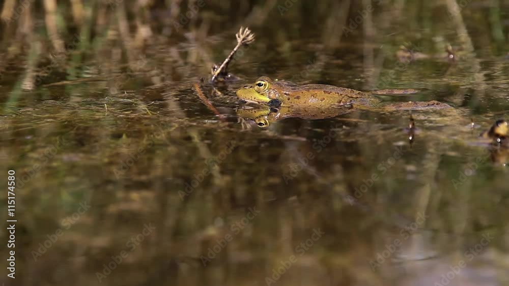 Ranas en Ceremonia de Apareamiento en una Charca Saltando unas Encima de Otras