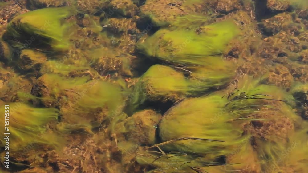 Algas verdes , como barbas, pegadas a las rocas de un riachuelo de agua transparente y moviendose suavemente con la corriente