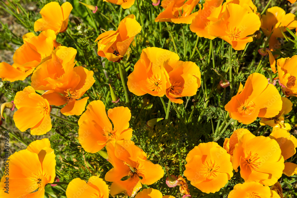 Obraz premium Orange poppies in a summer meadow on sunny day