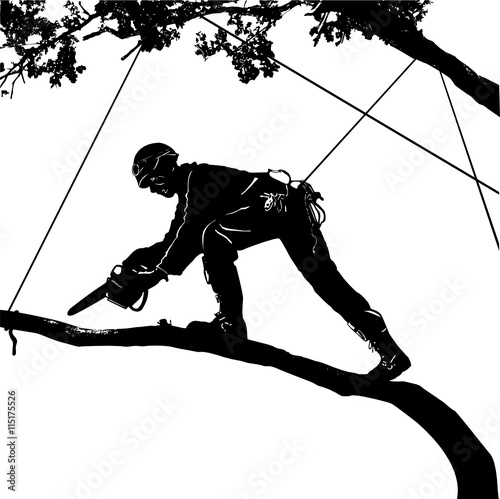 Arborist saws birch chainsaw at height
