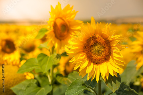 Sunflowers Field