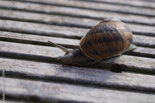 Weinbergschnecke auf Holzkiste 