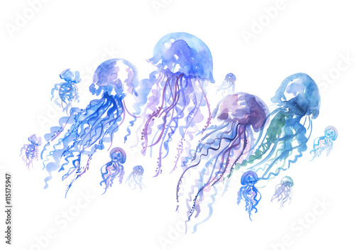 isolated jellyfish groop watercolor illustration. handmade paint photo