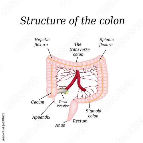 The structure of the colon. Vienna intestine. Infographics. Vector illustration on isolated background