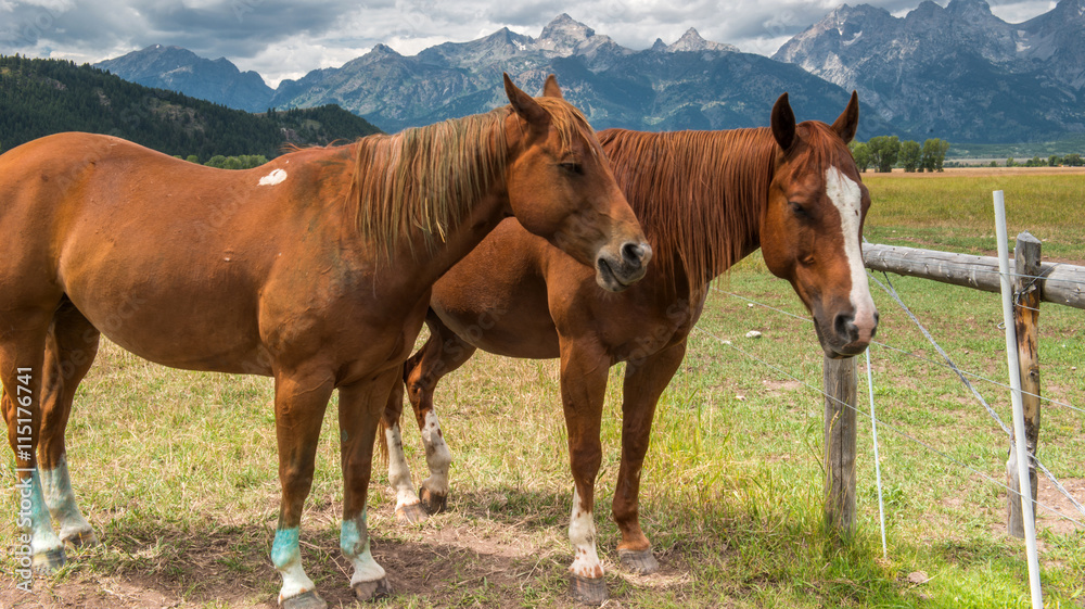 Horses in Grand Teton National Park, Wyoming Horses in Grand Teton National Park, Wyoming