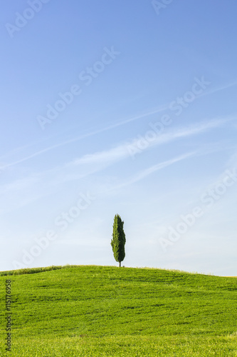 alone cypress tree under blue sky in Tuscany in Italy