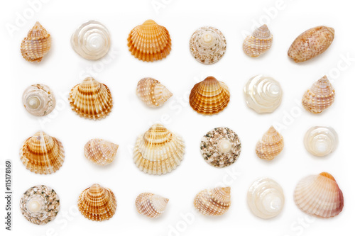 composition of exotic sea shells on a white background.