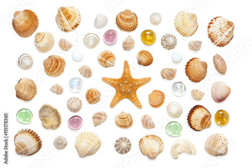 composition of exotic sea shells and starfish on a white background.