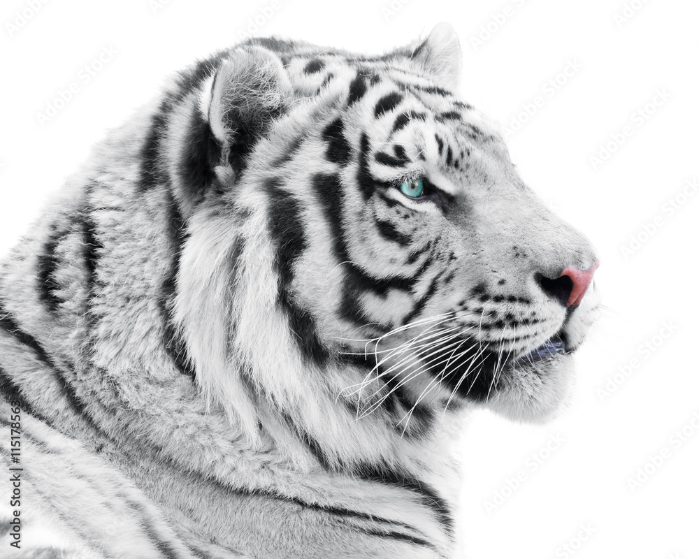 Naklejka premium Dumny biały tygrys