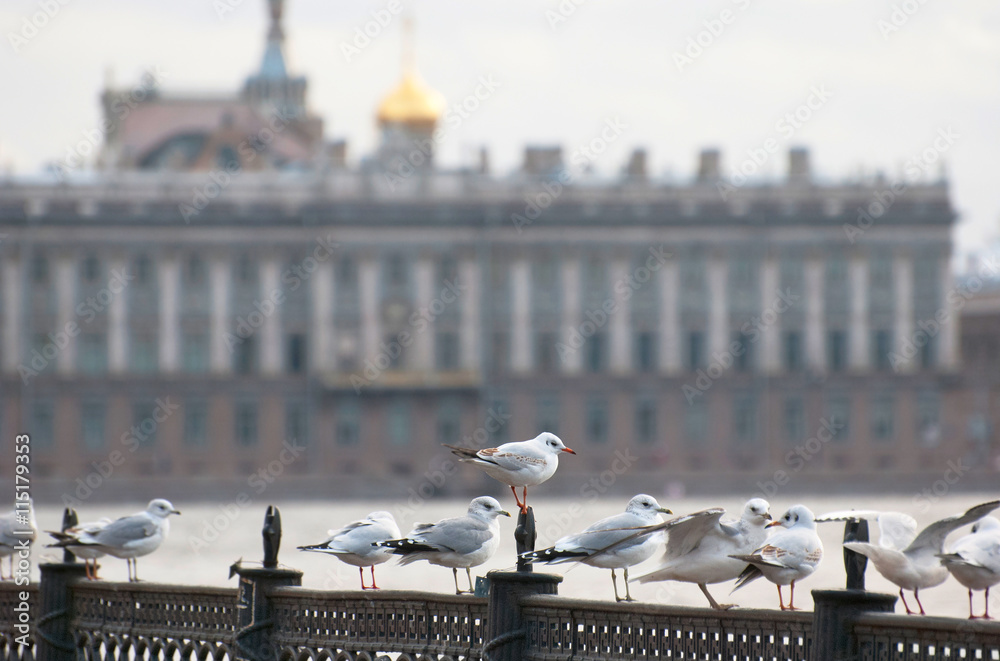 Saint-Petersburg. Russia. Seagulls on the Neva River. On the background is the Marble Palace