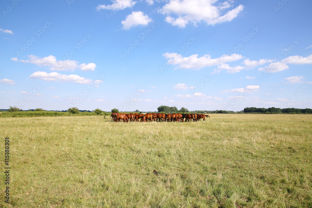 Thoroughbred gidran horses eating fresh greengrass on the puszta Thoroughbred gidran horses eating fresh greengrass on the puszta