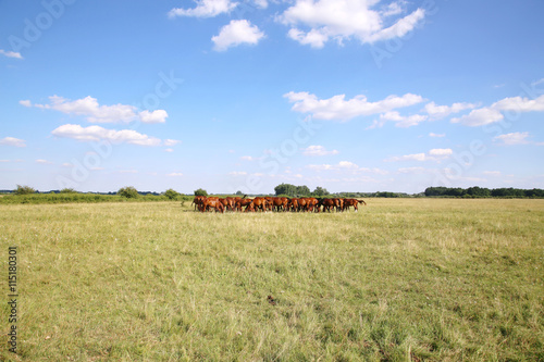 Thoroughbred gidran horses eating fresh greengrass on the puszta