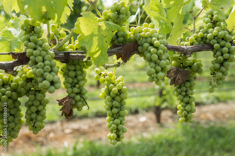 Clusters of Green White Grapes on Vine