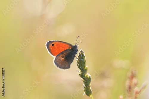 little orange butterfly sitting on a fluffy blade of grass on a summer meadow