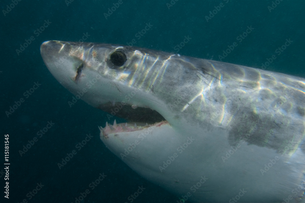Fototapeta premium great white shark, carcharodon carcharias, South Africa