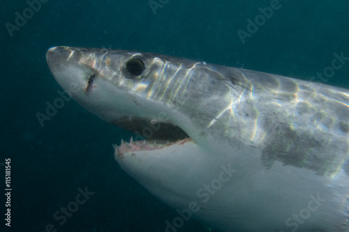 great white shark  carcharodon carcharias  South Africa
