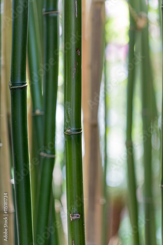 Fototapeta Naklejka Na Ścianę i Meble -  bamboo green growing in a garden 