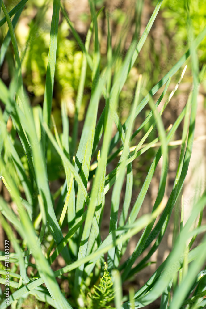 Green onion in the garden Green onion in the garden