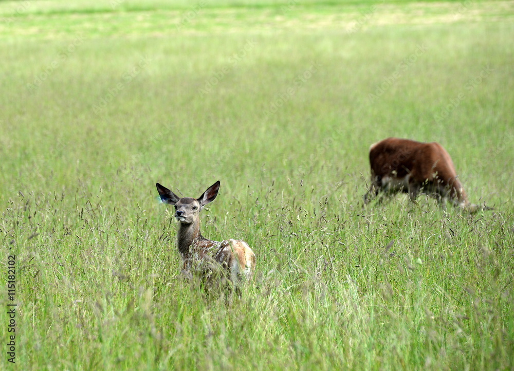 in Mutters Nähe, Rothirschkalb mit Muttertier im hohen Gras in Mutters Nähe, Rothirschkalb mit Muttertier im hohen Gras