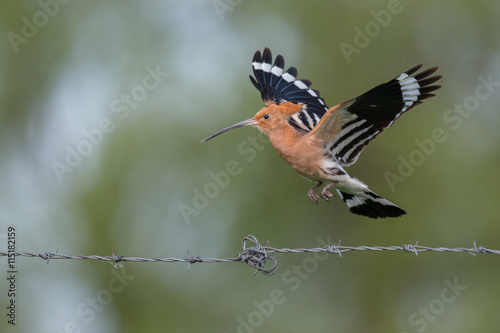 Hoopoe in flight (Upupa epops). © szczepank