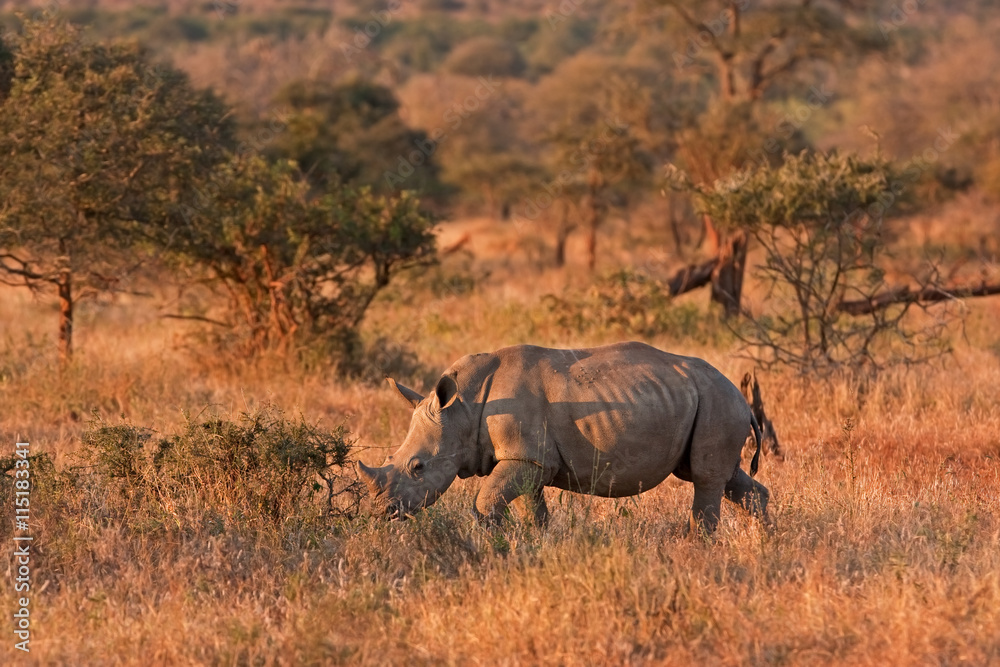 Fototapeta premium white rhinoceros , ceratotherium simum