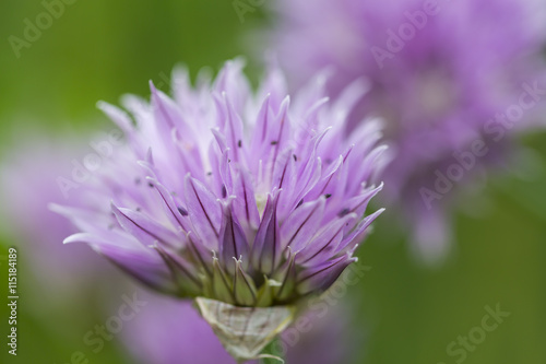 purple flower with blurry background