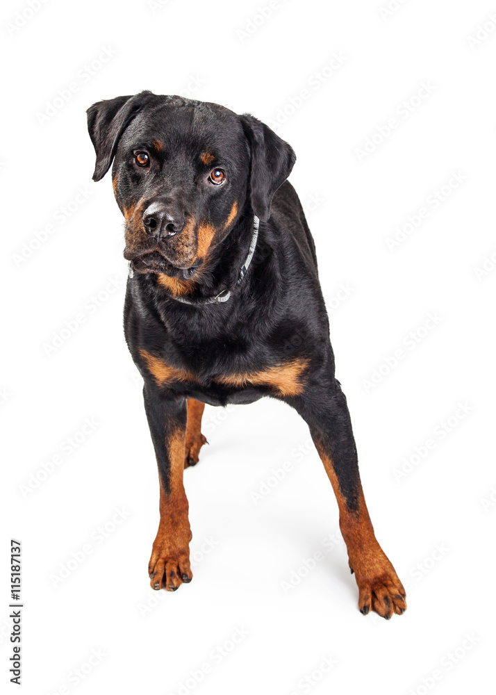Beautiful Rottweiler Dog Over White Beautiful Rottweiler Dog Over White