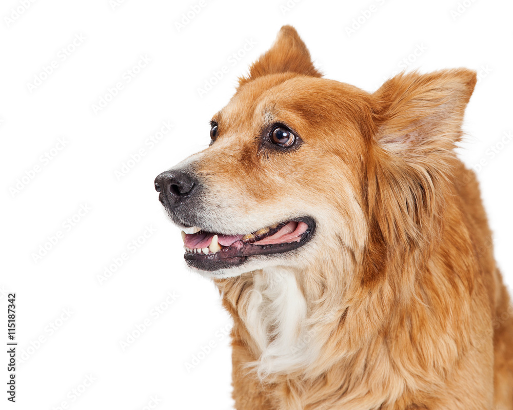 Closeup Happy Large Dog Looking to Side Closeup Happy Large Dog Looking to Side