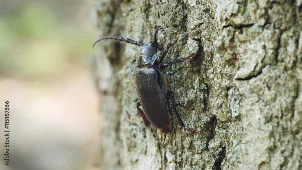 4K Broad-necked Root Borer (Prionus laticollis) - Female 1 4K Broad-necked Root Borer (Prionus laticollis) - Female 1